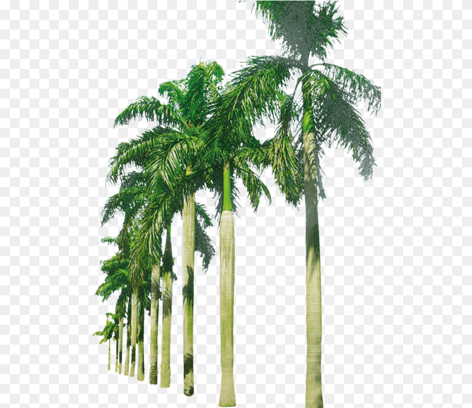 Palm Trees In A Row Image Beach Palm Trees, Palm Tree, Plant, Tree, Vegetation Png