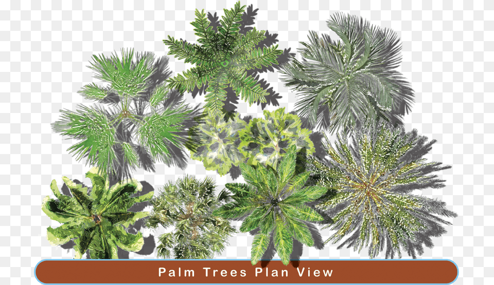 Palm Trees In Plan View, Plant, Tree, Vegetation, Leaf Png