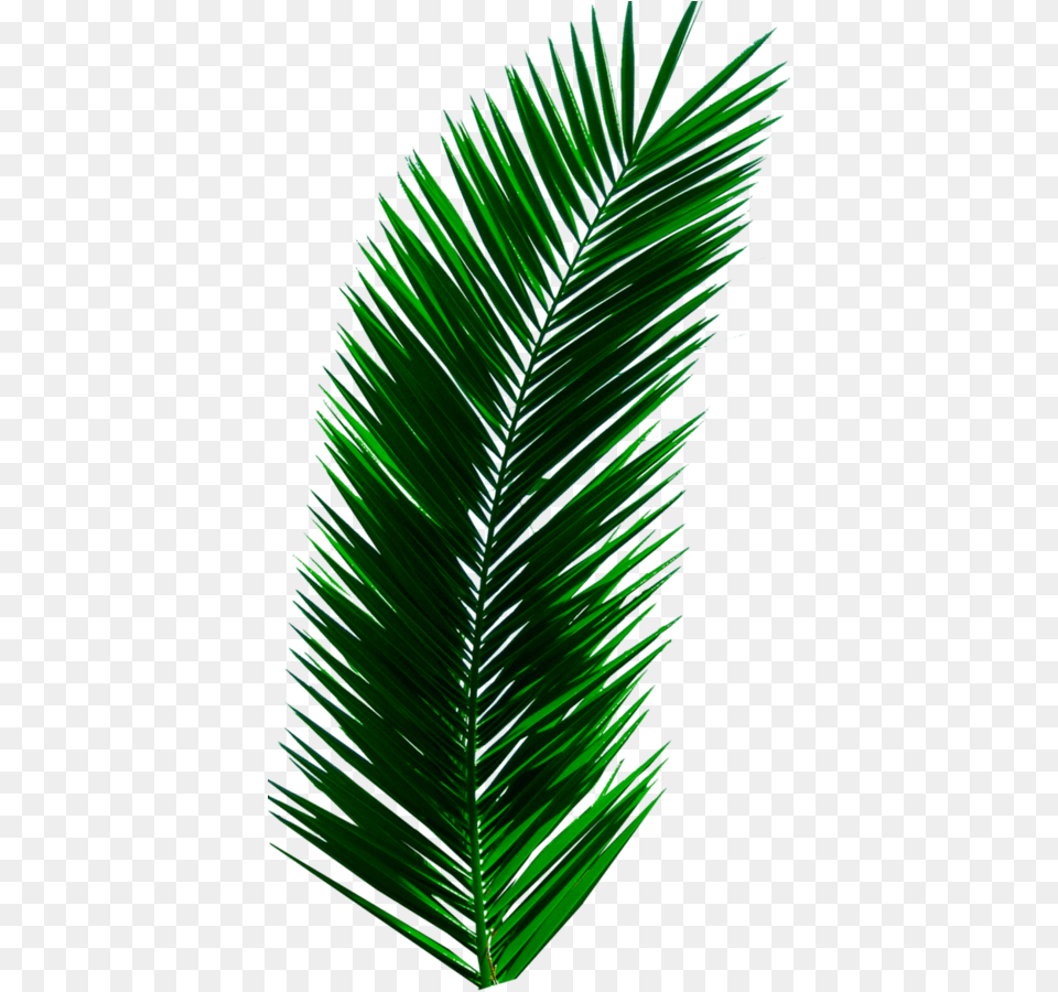 Palm Trees Leaves Palm Tree Leaf, Green, Plant, Palm Tree Free Png