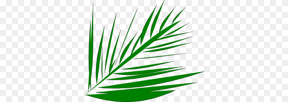 Palm Trees Palm Branch Palm Leaf Manuscript Frond, Green, Plant, Tree, Grass Free Transparent Png