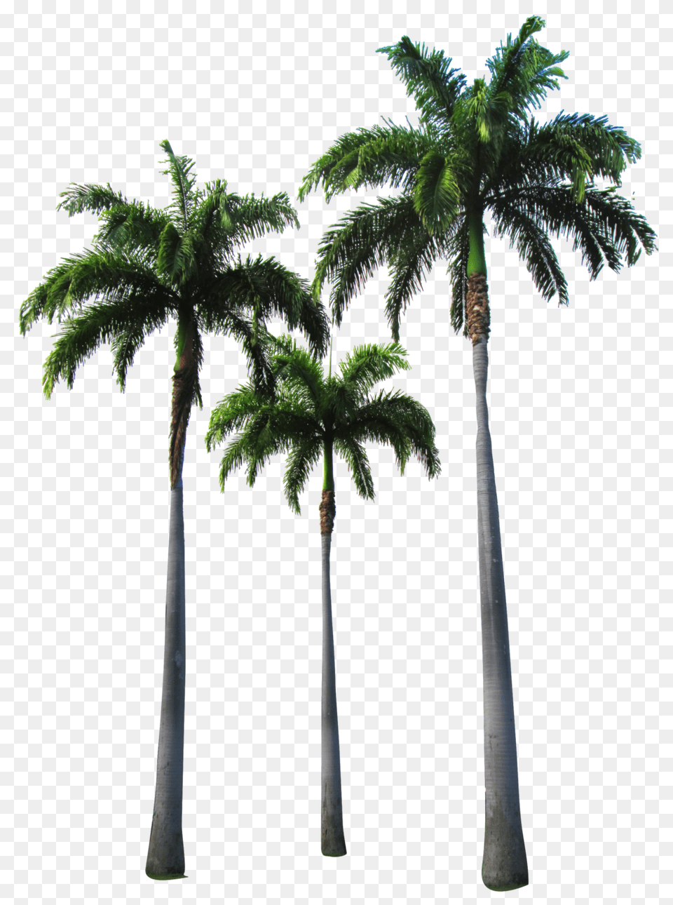 Palm Trees Palm Tree, Palm Tree, Plant Free Png