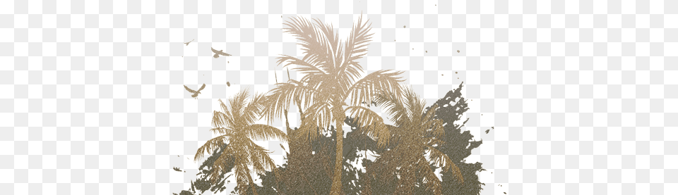Palm Trees Palm Trees, Weather, Reed, Plant, Outdoors Free Png