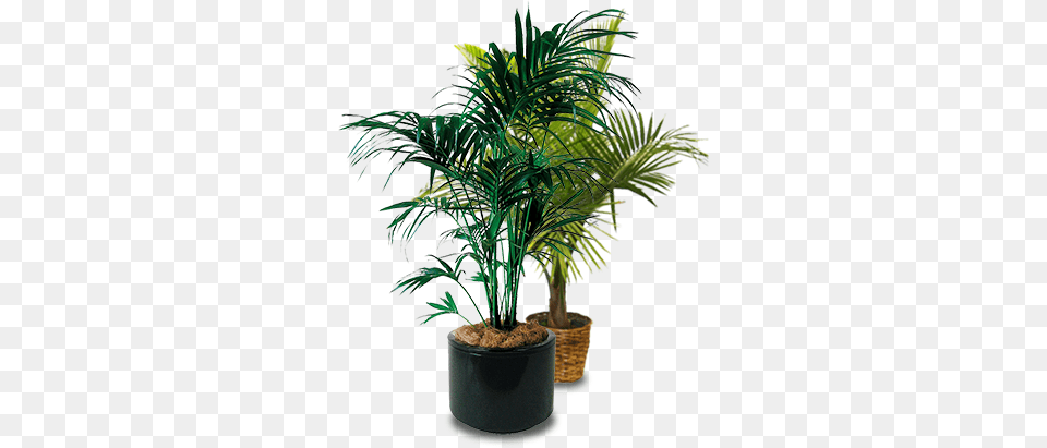 Palm Trees Potted Palm Tree, Leaf, Palm Tree, Plant, Potted Plant Free Png Download