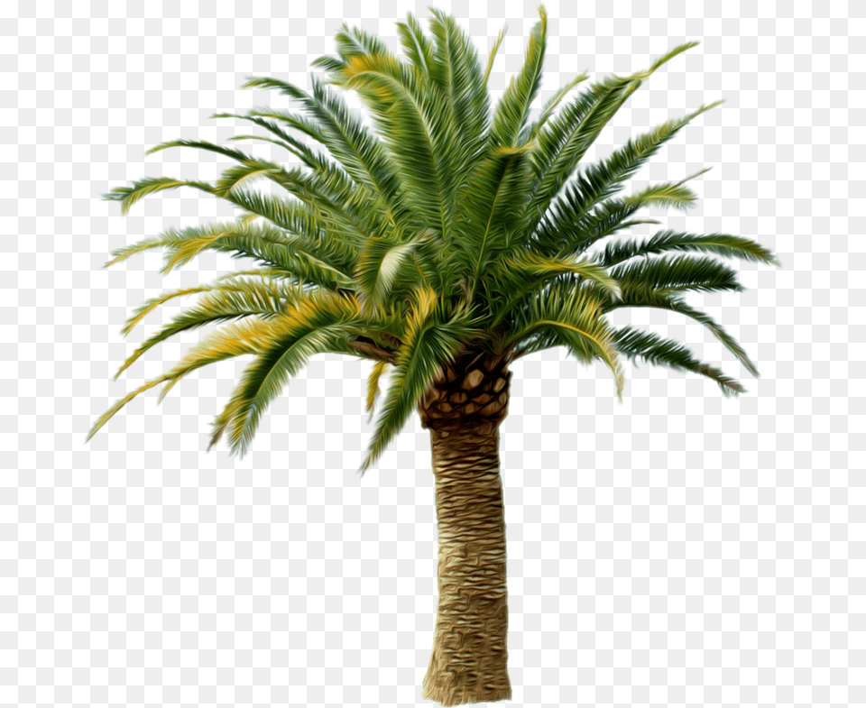 Palm Trees Transparency Clip Art Portable Network Graphics Date Palm Tree, Palm Tree, Plant Free Png
