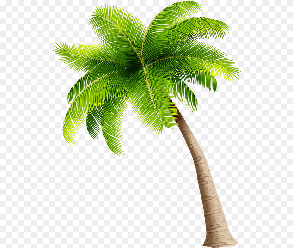 Palm Trees Transparency Clip Art Portable Network Graphics Palm Tree Transparent Background, Leaf, Palm Tree, Plant Free Png