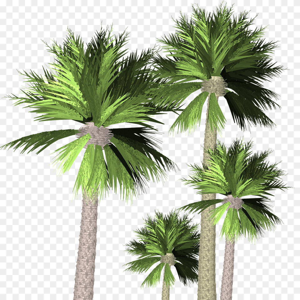 Palm Trees Transparent Nature Transparent Palm Trees, Palm Tree, Plant, Tree, Leaf Free Png