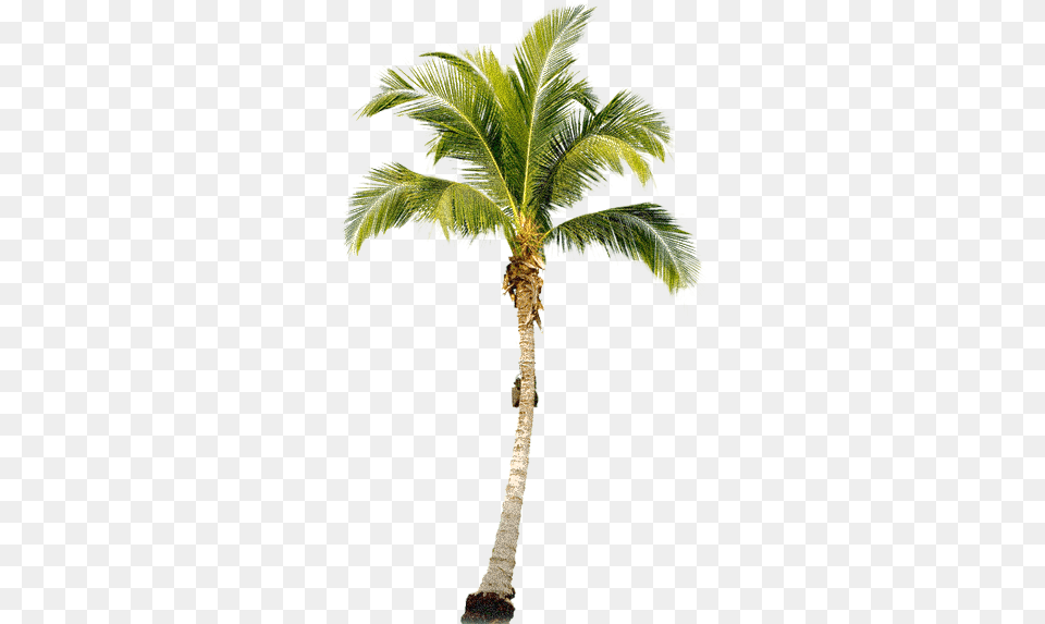 Palm Trees Tree Psd Painting Tropical Palm Tree, Palm Tree, Plant, Leaf Free Png