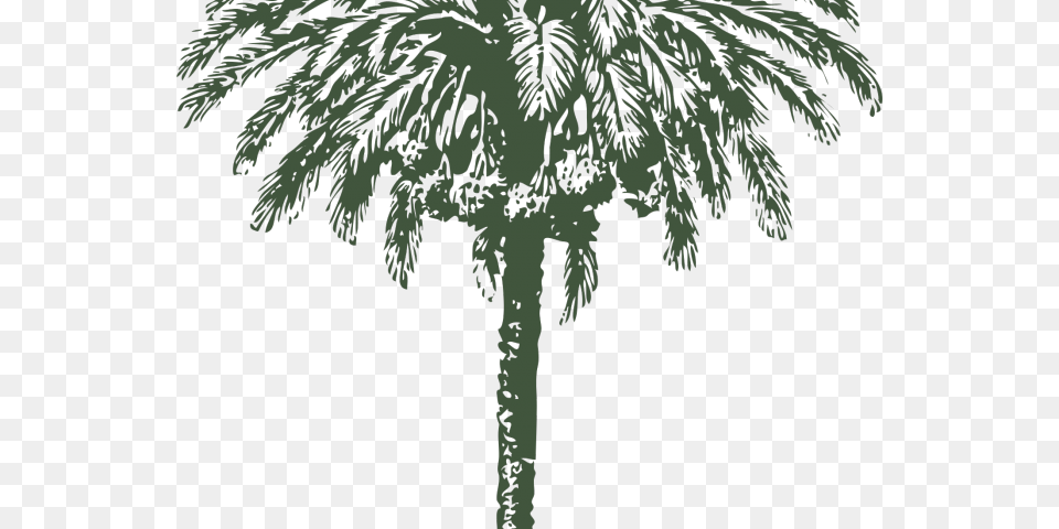 Palm Trees Vector Graphics Date Palm Clip Art Image, Palm Tree, Plant, Tree, Vegetation Free Png Download