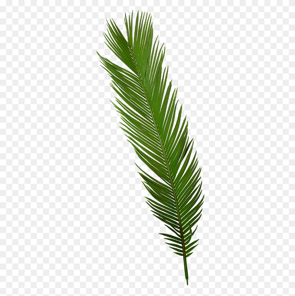 Palm Tropical Palmtree Palmleaf Sticker By Palm Tree Picsart, Fern, Leaf, Plant Free Png Download