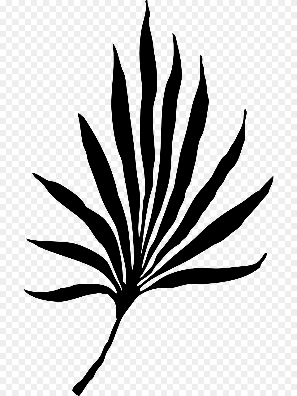 Palm Vector Graphics Palm Frond Clip Art, Gray Free Transparent Png