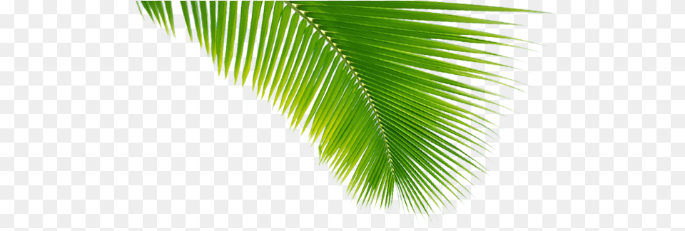 Palma 2 Palma, Leaf, Palm Tree, Plant, Summer Png