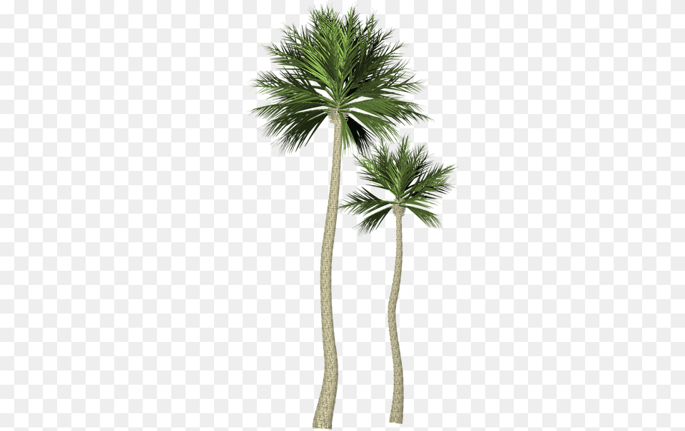 Palma 3 Image Palma, Palm Tree, Plant, Tree Free Png