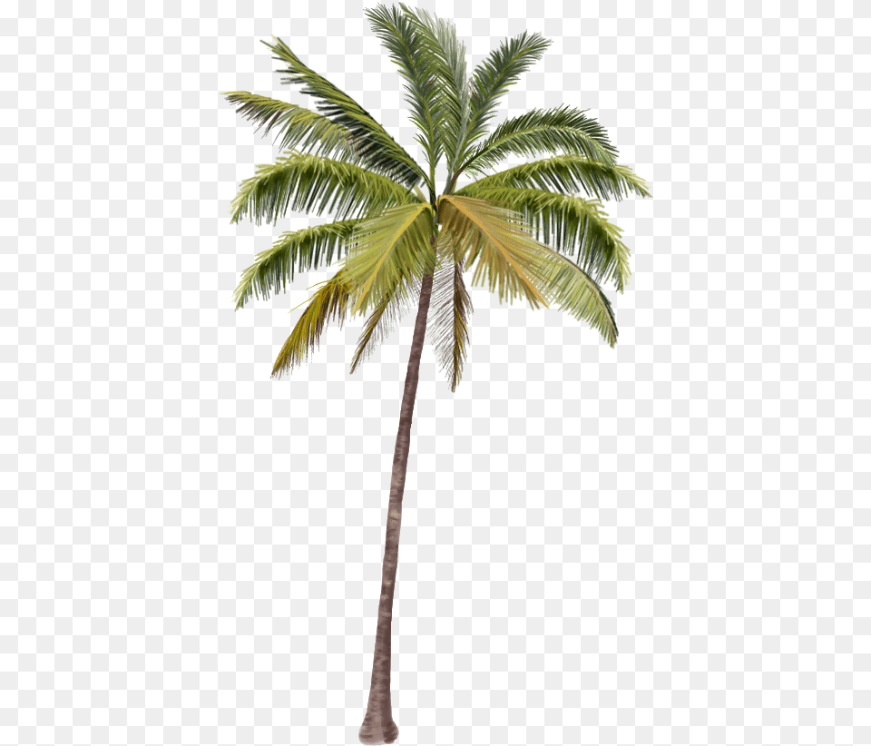 Palma, Palm Tree, Plant, Tree, Leaf Free Png