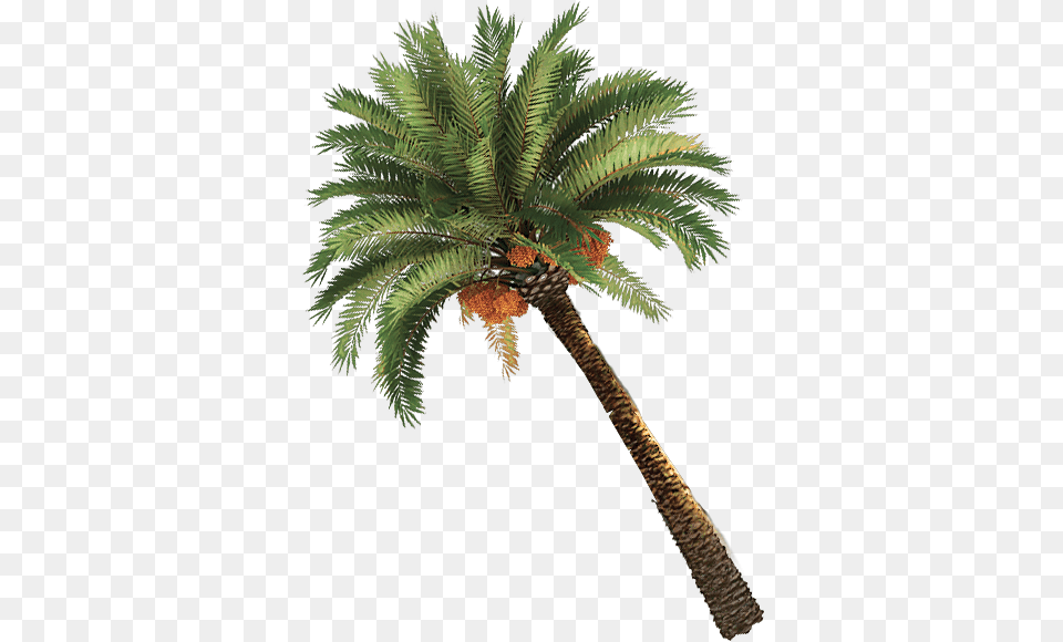 Palma, Palm Tree, Plant, Tree, Leaf Free Transparent Png