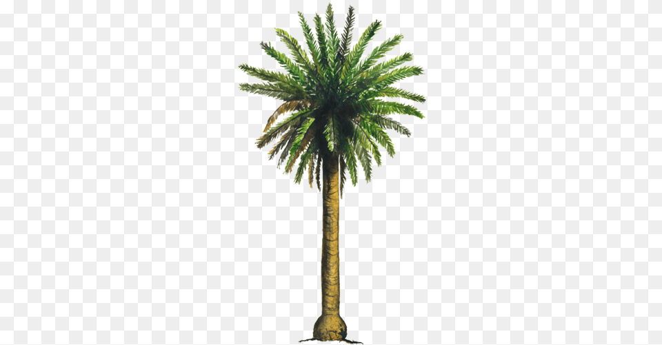 Palma Datilera, Palm Tree, Plant, Tree Png