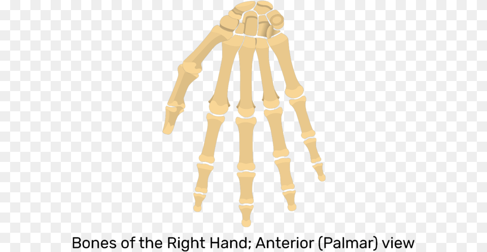 Palmar View Of Hand And Wrist Bones Bones Of The Wrist And Hand Anterior, Chess, Game Png Image