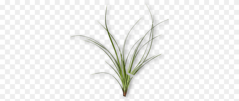 Palmarosa, Grass, Plant, Food, Produce Free Png