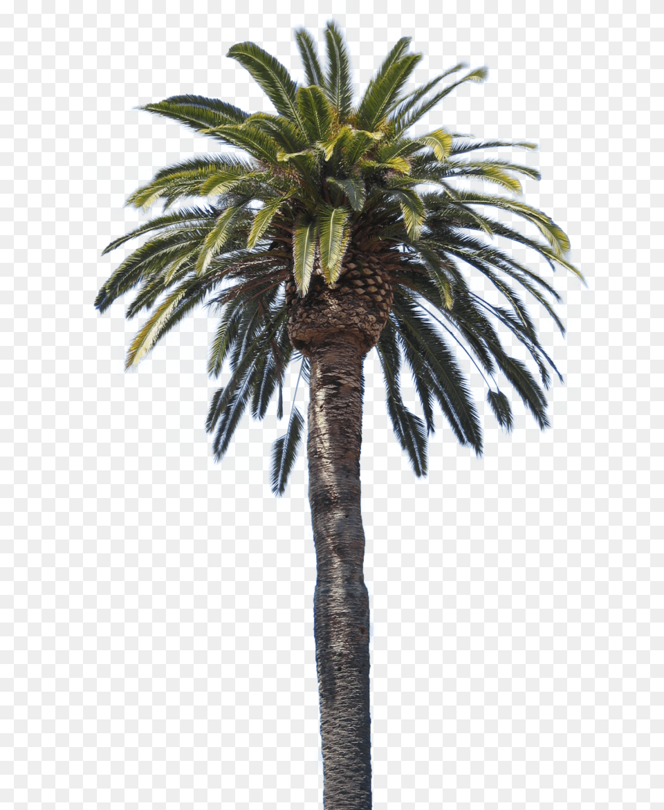 Palmeira Free Files In Danganronpa Palm Tree Hair, Palm Tree, Plant Png Image