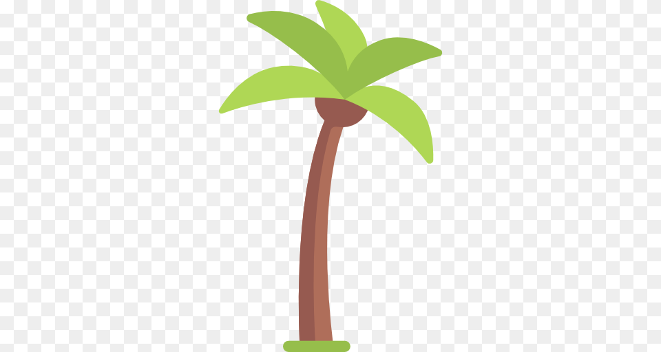 Palmera, Palm Tree, Plant, Tree, Leaf Png