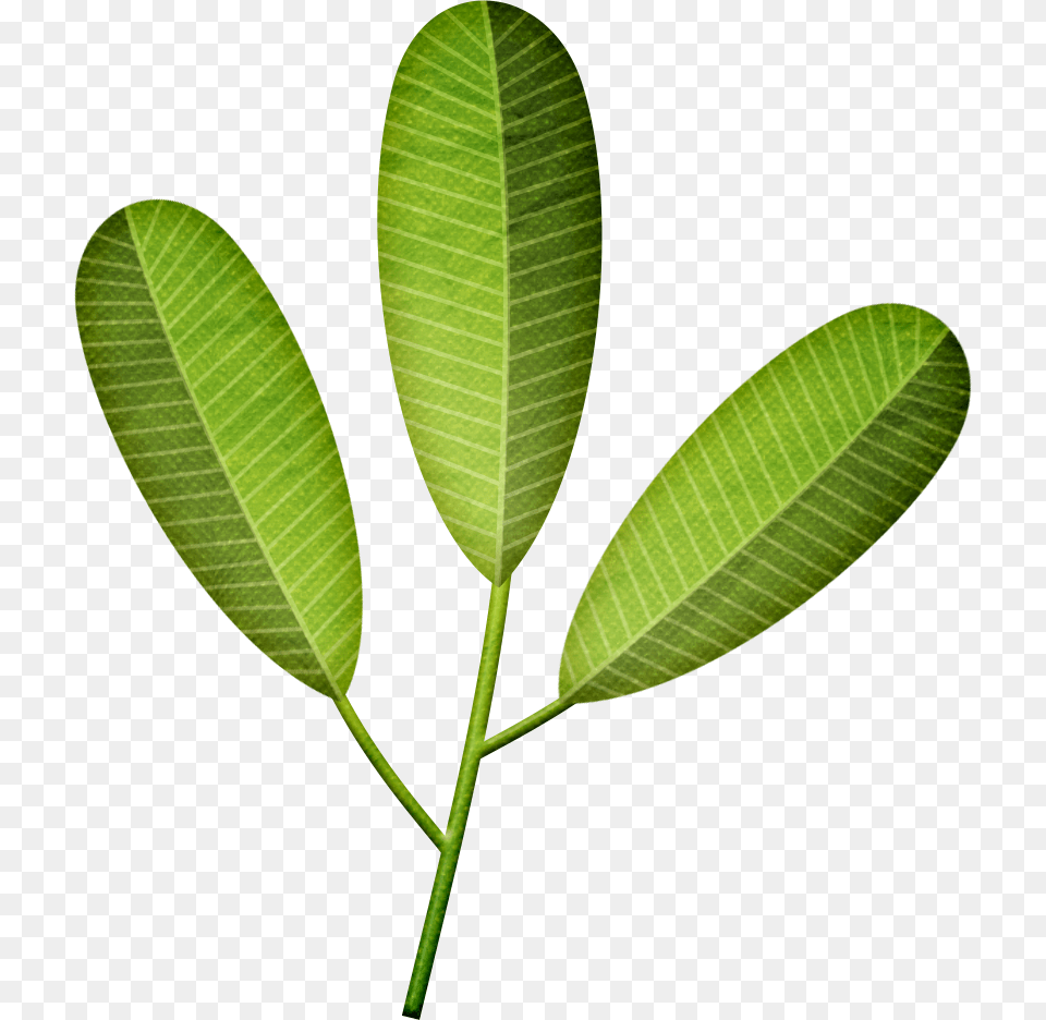 Palmera De Hojas Artificiales Frangipani Leaf, Plant, Tree, Annonaceae, Vegetation Png Image