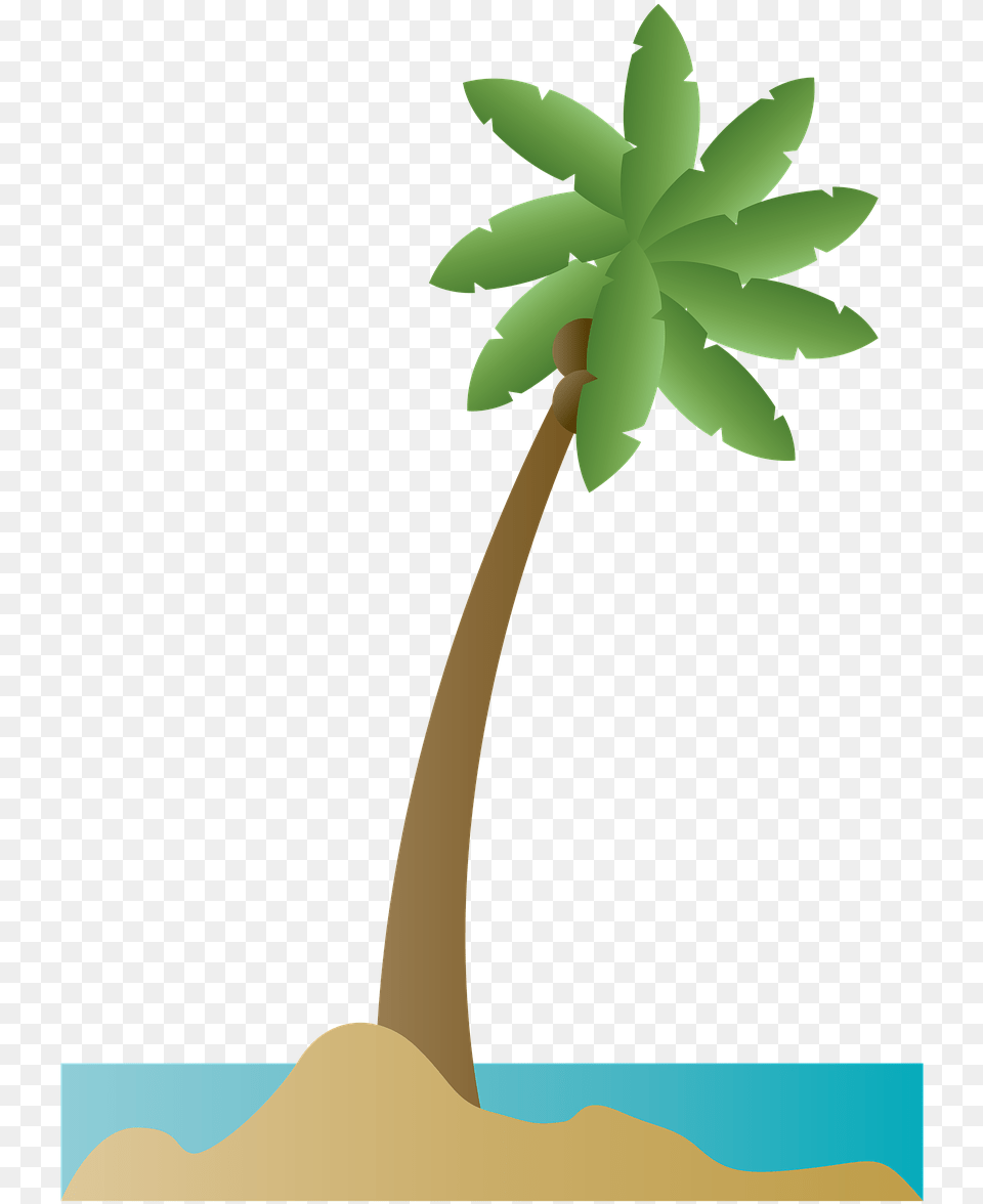 Palmera De Mar, Palm Tree, Plant, Tree, Leaf Png