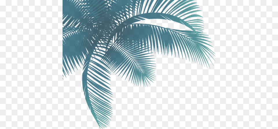 Palmera Palm Trees, Art, Graphics, Texture, Person Free Transparent Png