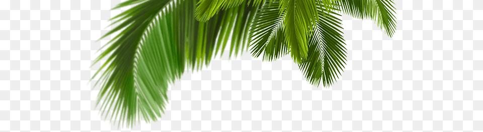 Palmera Tropical Palmeras, Vegetation, Tree, Plant, Palm Tree Free Png