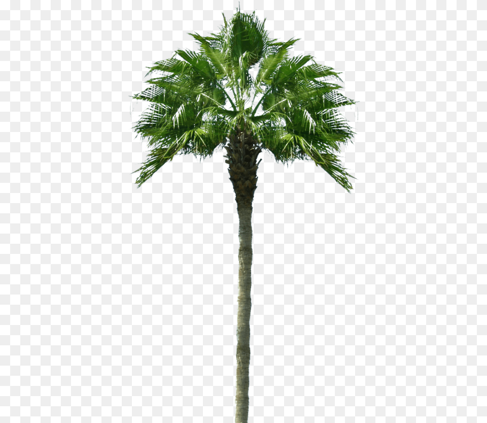 Palmeras 3d 1 Palm Tree, Palm Tree, Plant Free Png Download