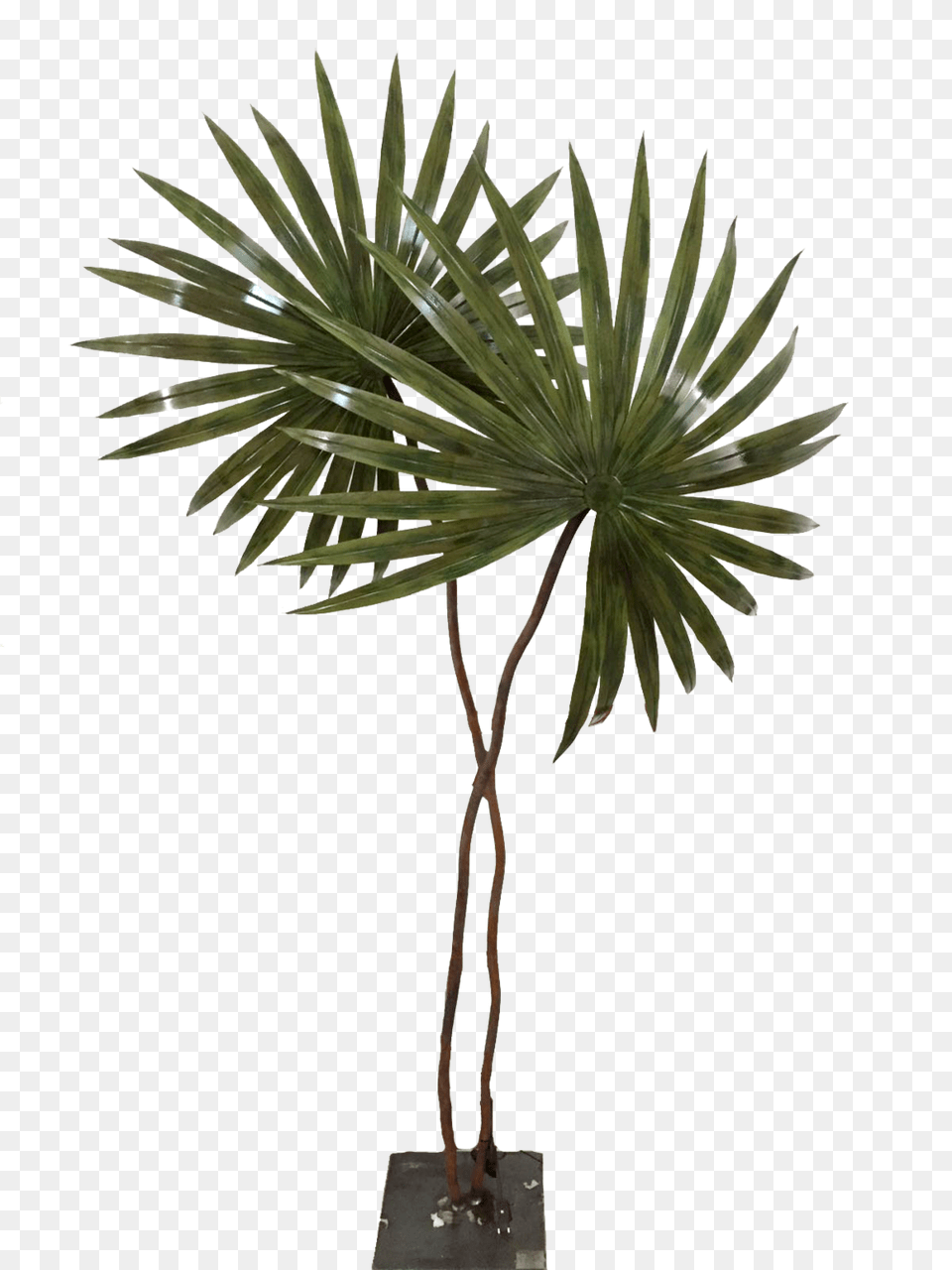 Palmeras Fernando Oriol, Palm Tree, Plant, Tree Png