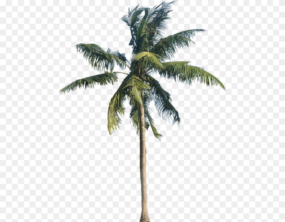 Palmeras Para Photoshop 1 Image Transparent Background Palm Tree, Palm Tree, Plant Free Png Download