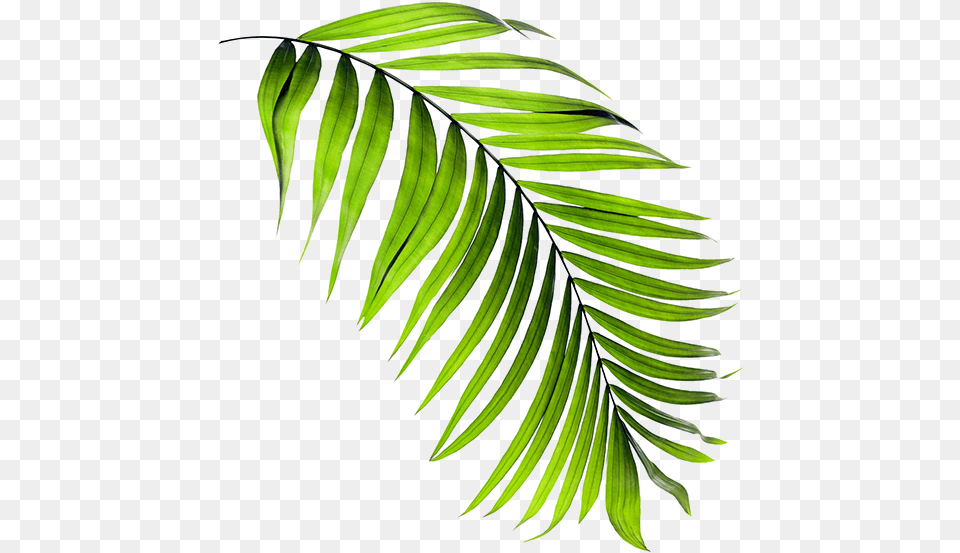 Palmeras Property Development Yew Family, Fern, Leaf, Plant, Tree Png