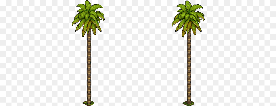 Palmeras Sabal Palmetto, Palm Tree, Plant, Tree, Vegetation Png Image