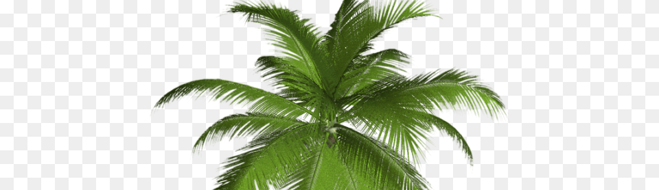 Palmeras Sin Fondo High Resolution Palm Trees, Leaf, Palm Tree, Plant, Tree Png