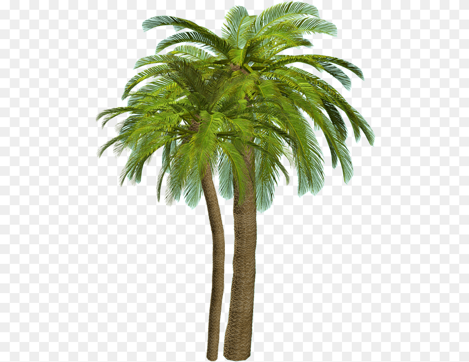 Palmeras Sin Fondo Tree File For Photoshop, Palm Tree, Plant Png