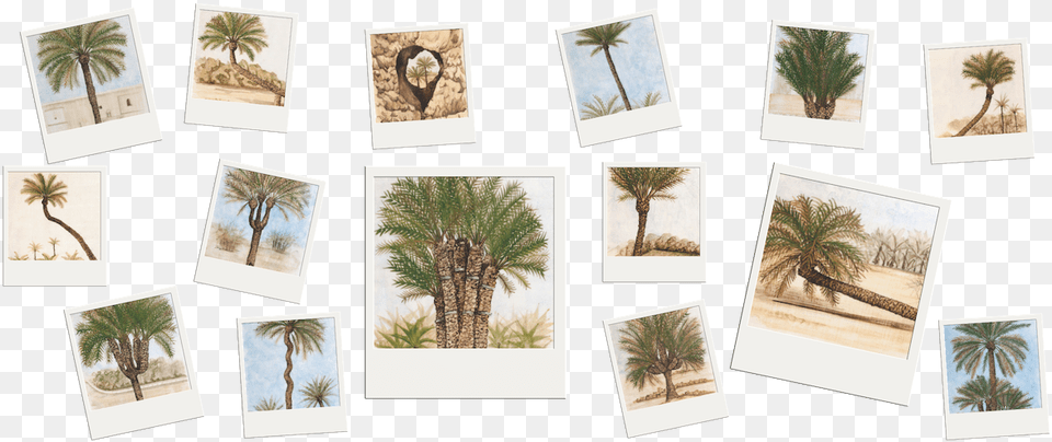 Palmeras Singulares Attalea Speciosa, Palm Tree, Plant, Tree, Art Free Png Download