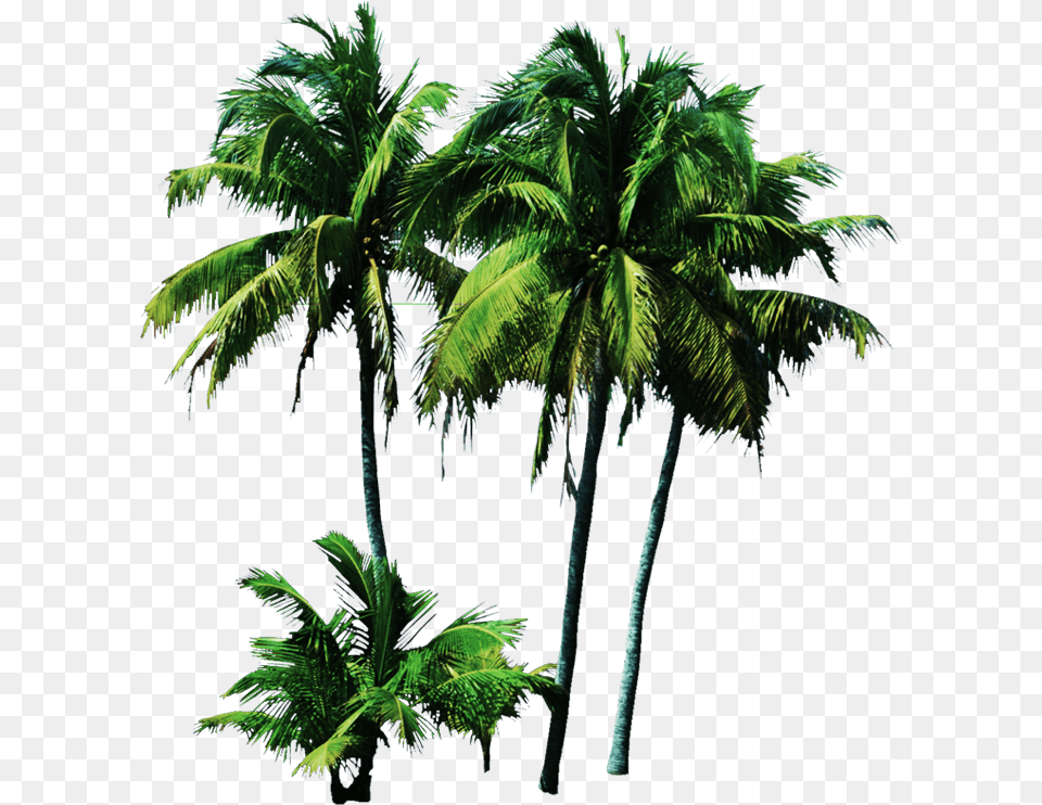 Palmeras Palm Trees Psd, Leaf, Palm Tree, Plant, Summer Png Image