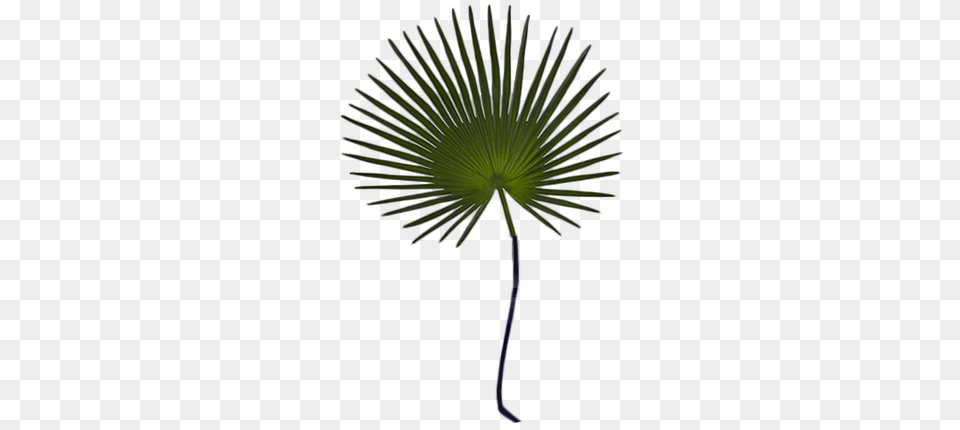 Palmetto Palm Branch Decorist, Flower, Palm Tree, Plant, Tree Free Png Download