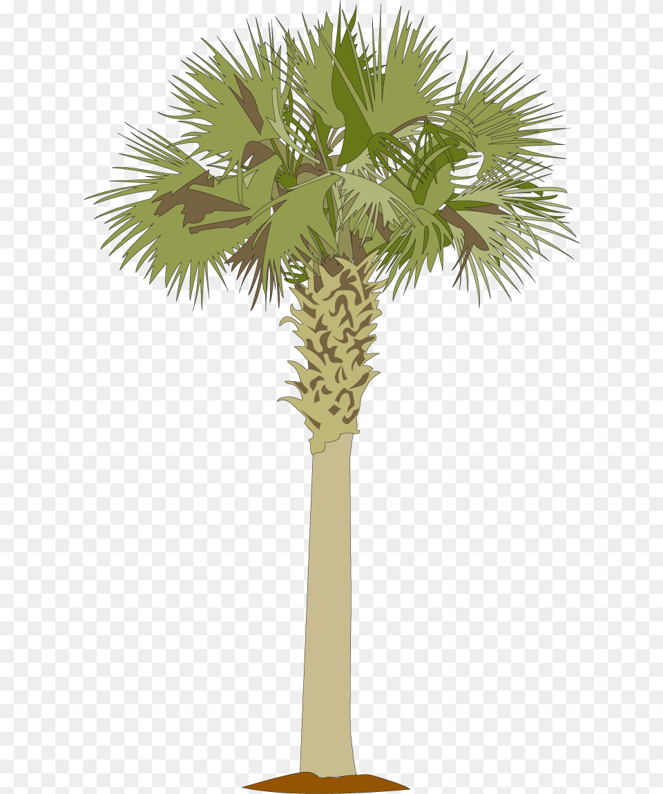 Palmetto Tree Clipart, Palm Tree, Plant, Vegetation Png Image