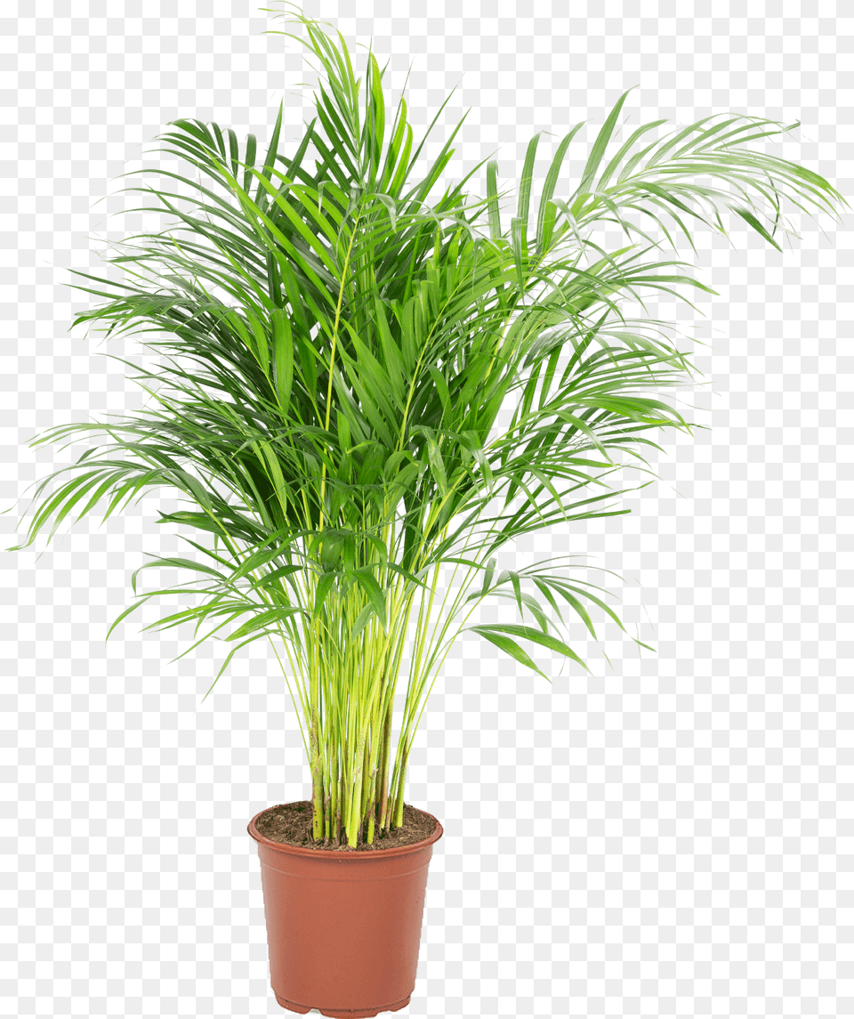 Palmier Areca Dypsis Lutescens Areca Palm Home Depot, Palm Tree, Plant, Potted Plant, Tree Free Png Download