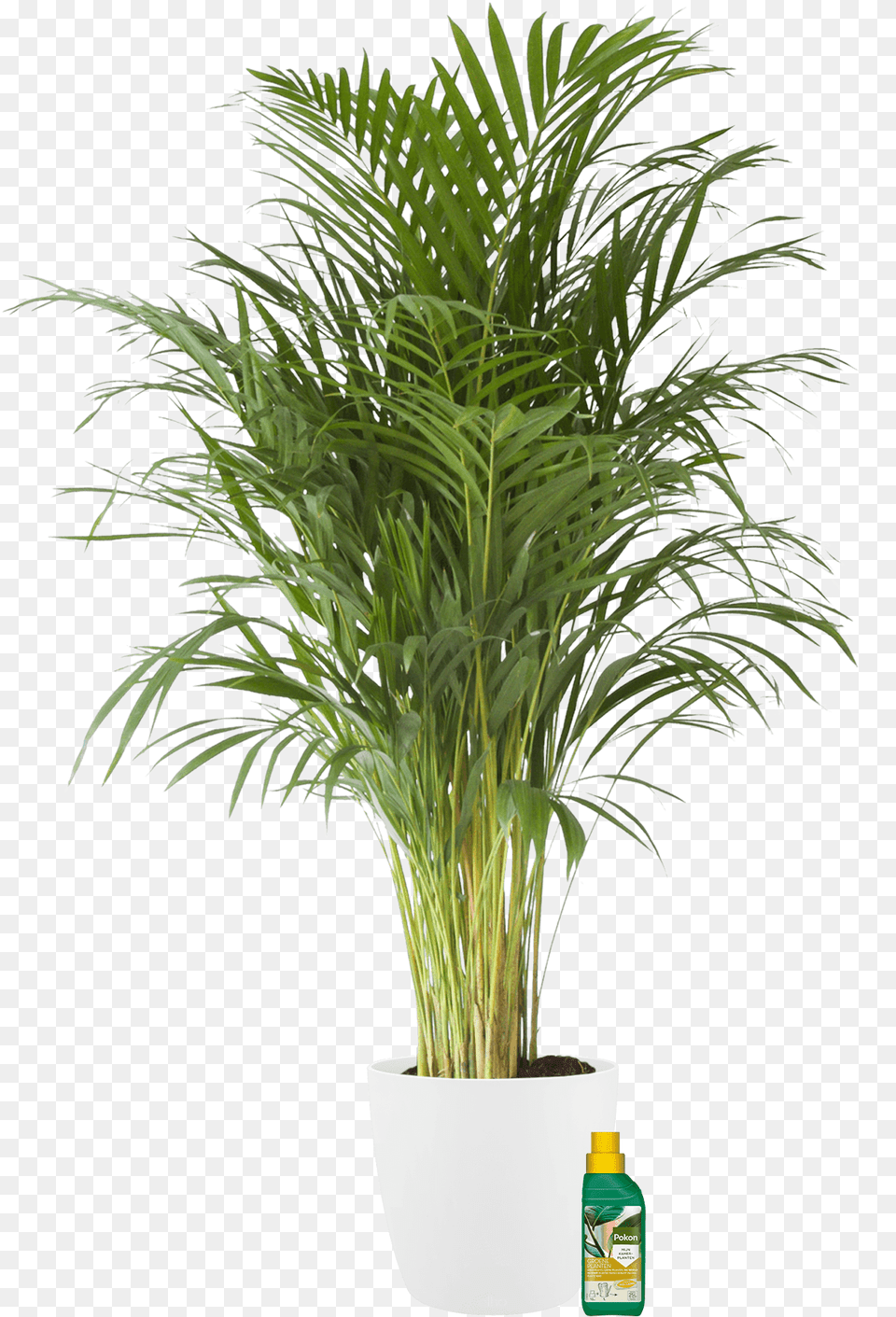Palmier D Arec, Palm Tree, Plant, Potted Plant, Tree Free Transparent Png
