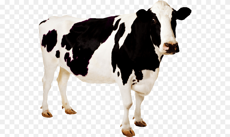 Palmira La Vaca Imagen De Animales Vaca, Animal, Cattle, Cow, Dairy Cow Png Image