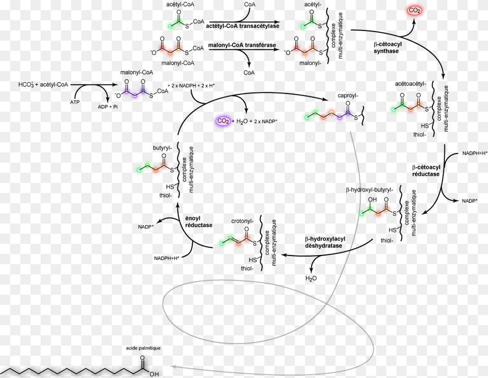 Palmitic Acid Synthesis Fr Palmitic Acid Synthesis, Art, Graphics, Person, Face Free Png