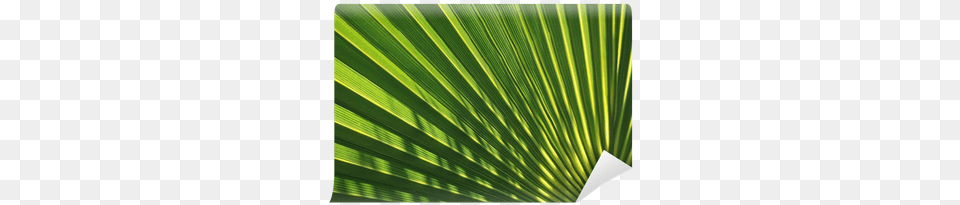 Palmito Detalle De Hoja De Chamaerops Humilis Wall Paper, Green, Leaf, Palm Tree, Plant Png Image