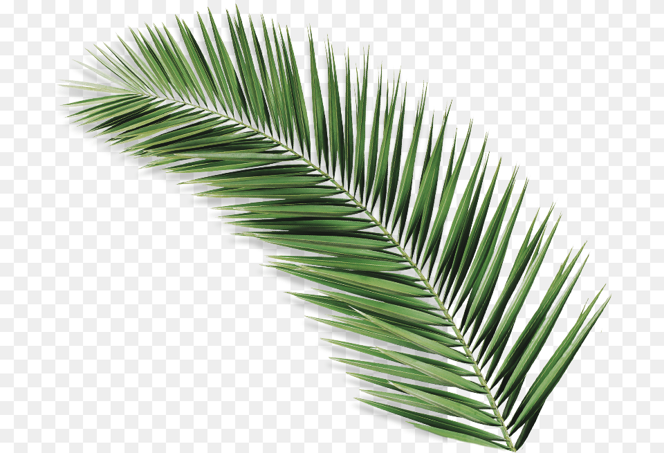 Palmolive Natureza Secreta Palm Leaf Iii Palm Tree Leaf, Palm Tree, Plant, Grass, Vegetation Png