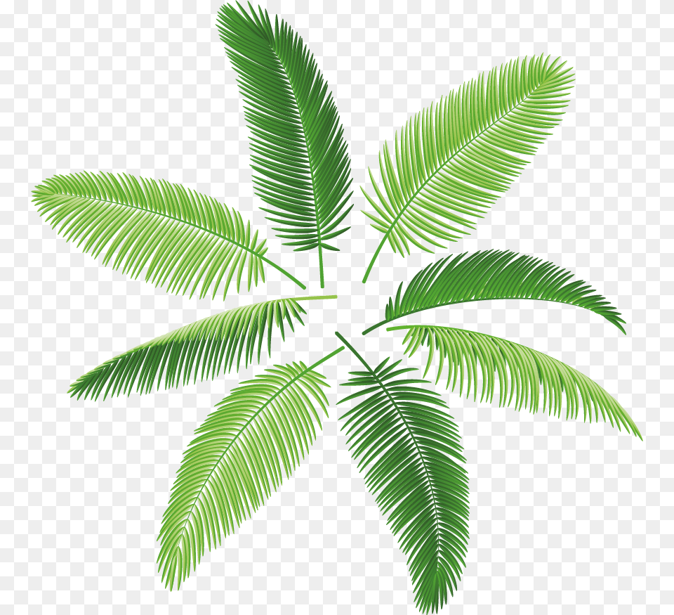 Palms, Leaf, Plant, Fern, Tree Free Png