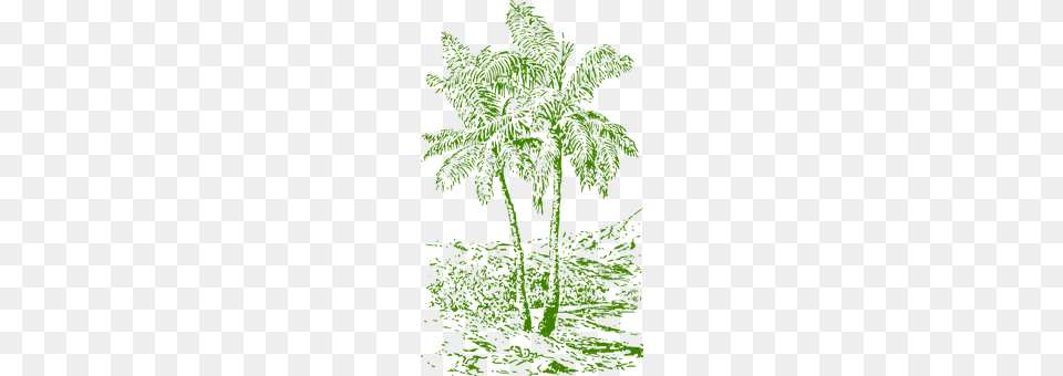 Palms Outdoors, Vegetation, Jungle, Land Png