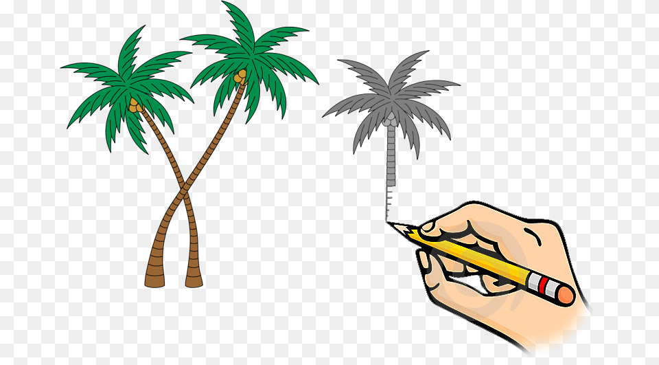 Palms, Palm Tree, Plant, Tree, Leaf Free Png Download
