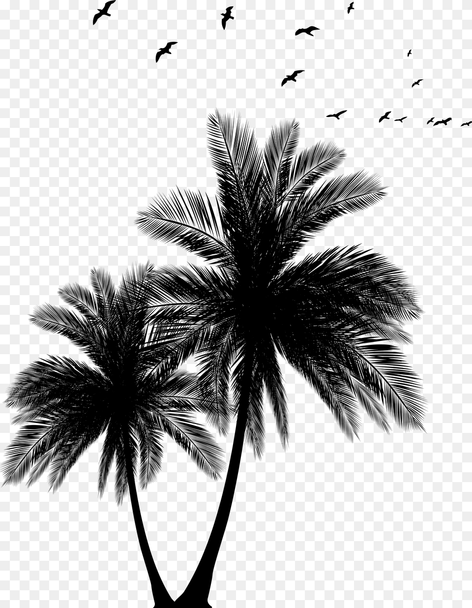 Palms Palm Tree Sun Set Black And White Vector, Gray Free Png Download