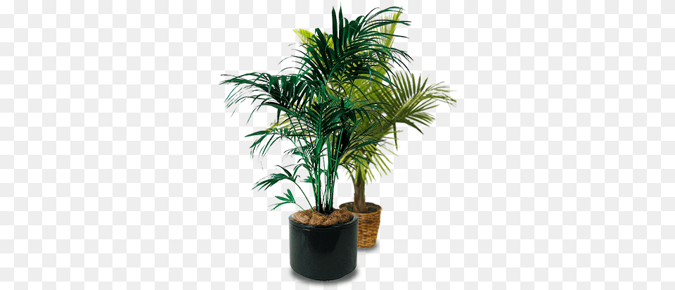 Palms Potted Palm Tree Original Indoor Plant, Leaf, Palm Tree, Potted Plant Png