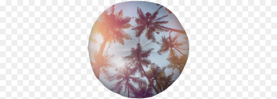 Palms Trees On A Beach Vintage Stylized With Film Light Film, Tree, Plant, Palm Tree, Vegetation Free Png